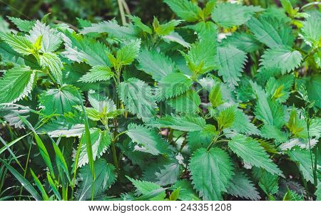 A Bouquet Of Green Nettle In Summer