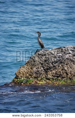 A Bird Sitting On The Rocks And Staring Into The Sea