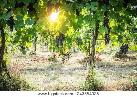 Vineyard Field In A Italian Winery Farm