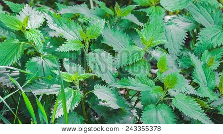 A Bouquet Of Green Nettle In Summer