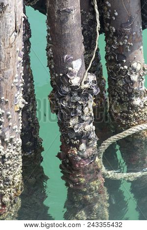 Small Oisters In Tropical Sea, Togian Island