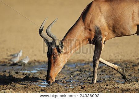 Hartebeest แดงดื่ม