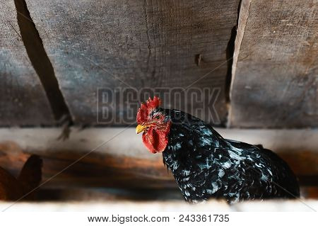 Big Black Rooster Portrait With Red Crest On Head, Domestic Bird In Chicken Poultry, Chicken Farm, N