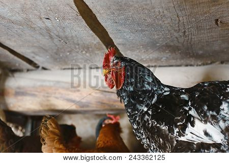 Big Black Rooster Portrait With Red Crest On Head, Domestic Bird In Chicken Poultry, Chicken Farm, N