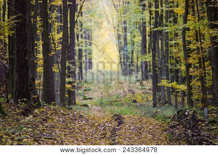 View Of The Rural Path At Forest In The Autumn Day