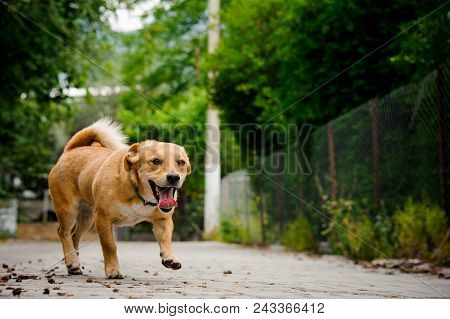Domestic Ginger Color Dog On The Asphalt Bricks Walkpath On The Background Of Street And Green Plant