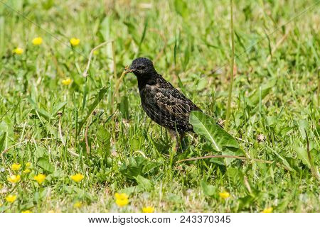 Common Starling In A Grass. European Bird At The Grass Background. Bird Watching.