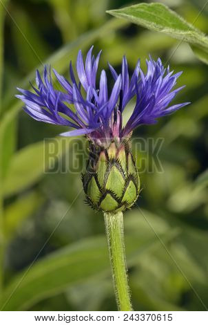 Perenial Or Mountain Cornflower - Centaurea Montana
Alpine Flower Popular In Gardens