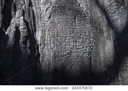 The Texture Of The Burned Tree Close-up. Contrast Light On A Sunny Day