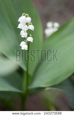 Lilies Of The Valley, Spring. White Lilies Of The Valley