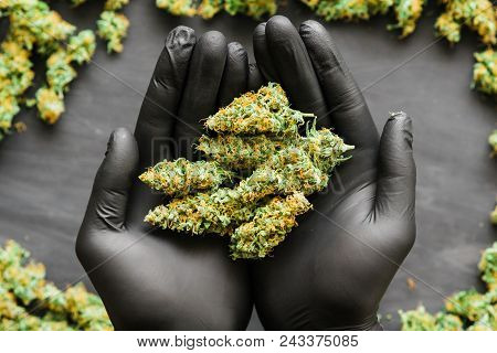 Grinder A Lot Ofx Marijuana, Fresh Buds Of Cannabis Many Weed. Copy Spase Copy-space