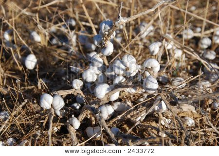 Cockleshells en un pasto seco