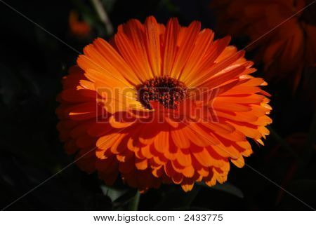 Orange Gerbera