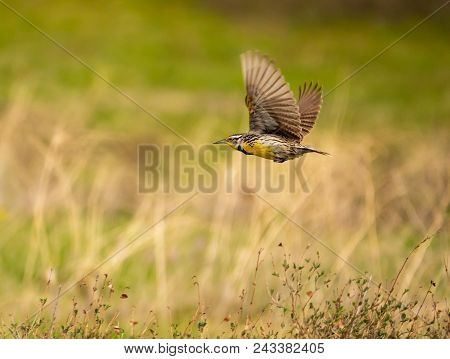 A Western Meadowlark In Flight With Intentional Wing Blur To Represent The Motion Of The Birds Wings