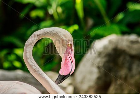 Flamingos In Green Nature Background Of Thailand.