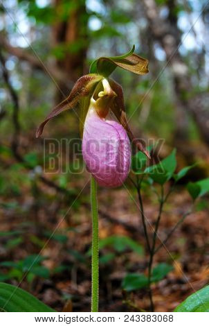 Pink Lady Slipper In The Great Smoky Mountains Of Tennessee