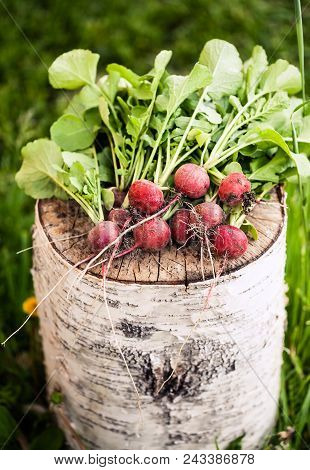 Bunch Of Fresh Radishes On The Birch Stumb. Vegetable Harvesting On A Farm In Russia. Country Lifest