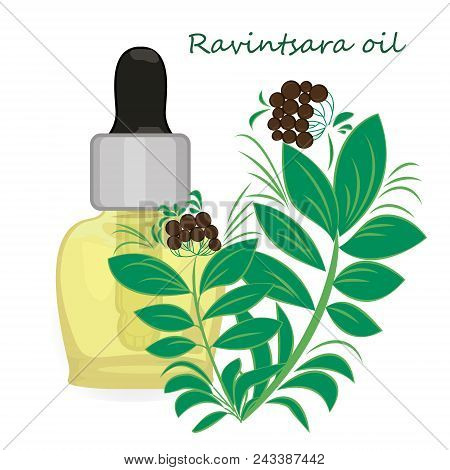 Ravintsara Essential Oil Vector Illustration Aromatherapy. Health Care.