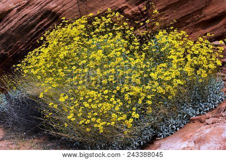 Ellow Desert Wildflower In The Mohave Desert