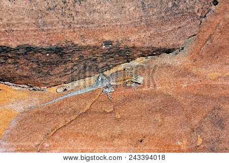 Side-blotched Lizard On Sandstone In Valley Of Fire State Park