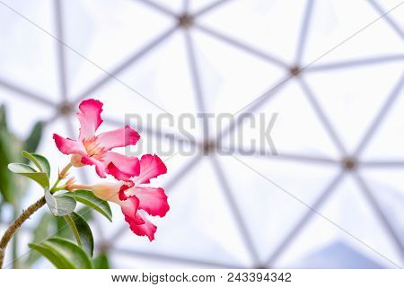 Beautiful Desert Rose Flower Or Mock Azalea Flowers, Impala Lily Flower In The Geodesic Dome Greenho
