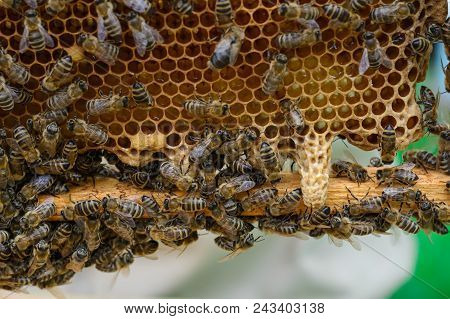 Signs Of Roaring Bees. The Birth Of A New Queen Of Bees