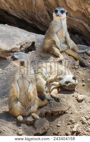 Group Of Meerkats Rest At Shallow Depth Of Field
