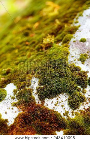 Rocck With Different Moos Sttructures In Differend Shades Of Green