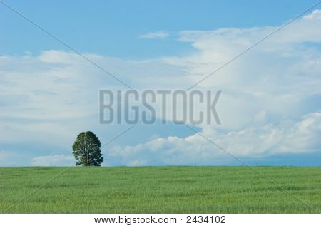 L'albero solitario