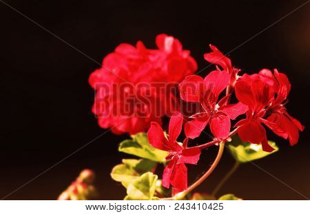 Red Geranium Close Up In The Garden With Dark  Background