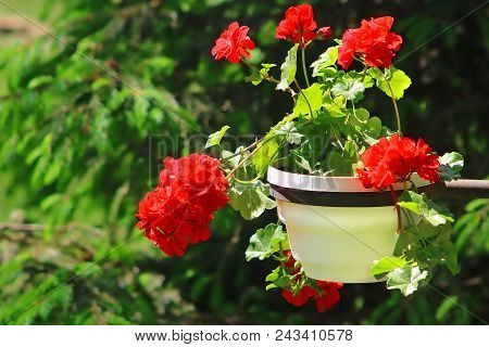 Red Geranium Close Up In The Pot In The Garden With Green Background