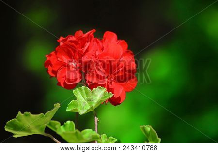 Red Geranium Close Up In The Garden With Green Background