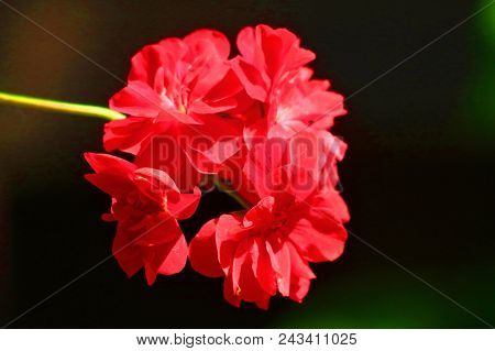Red Geranium Close Up In The Garden With Dark  Background
