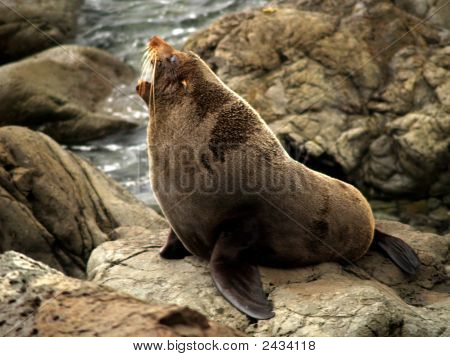 New Zealand Fur Seal