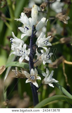 Roman Hyacinth - Bellevalia Romana 
From Mediterranean Region