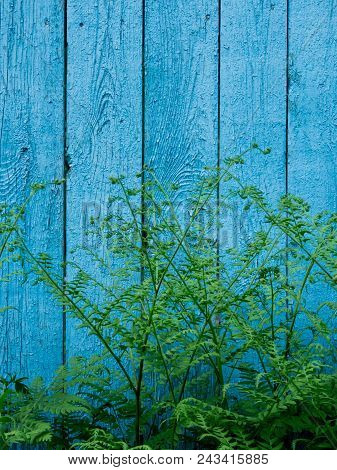 A Green Plant Against The Background Of An Old, Wooden, Shabby Wall With Rays Of The Sun.