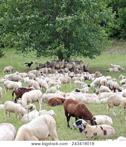 Sheep With Lambs And Goatskins In The Meadow