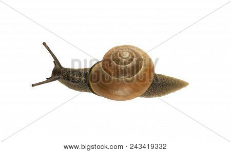 Forest Snail, Cepaea Nemoralis On A White Background