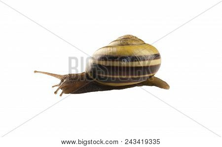 Forest Snail, Cepaea Nemoralis On A White Background
