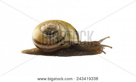 Forest Snail, Cepaea Nemoralis On A White Background