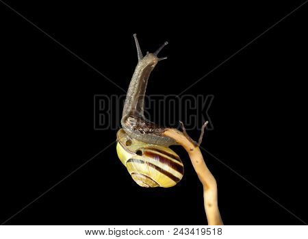 Striped Forest Snail, Cepaea Nemoralis Sits On The Branch