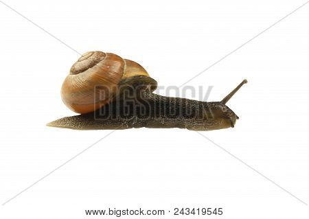 Forest Snail, Cepaea Nemoralis On A White Background