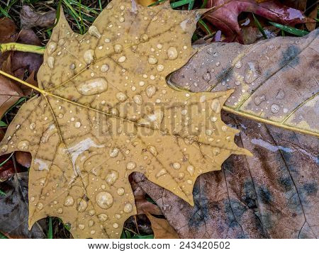 Autumn Leaves On The Forst Flooe In Central Park