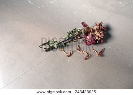 Studio Closeup Of A Single Withered Rose Paid On The Paper