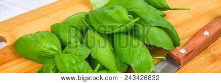Green Fresh Home Basil, Spicy Herb On A Cutting Board With A Knife On A Gray Concrete Table