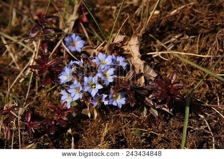 Springtime In Nepall. Very Small Blue Gentians.