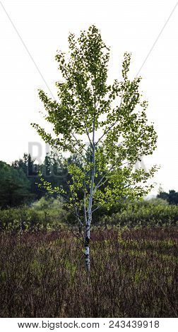 Young Poplar Tree - Nature Bound Photography By Eric Fabian