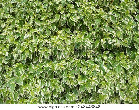 Foliage Background, Green Fence, Foliage Hedge, Green And Off White Leaves, Variegated Two-color Lea