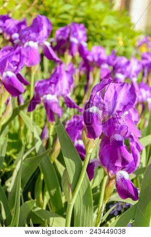 Close Up Of Purple Japanese Iris Flowers 2018