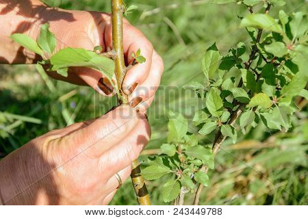 Buds And Leaves On Successfully Grafted Apple Tree Close Up 2018